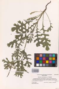 Glaucium corniculatum (L.) Rudolph, Eastern Europe, Lower Volga region (E9) (Russia)