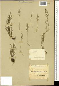 Catapodium rigidum (L.) C.E.Hubb., Caucasus, Black Sea Shore (from Novorossiysk to Adler) (K3) (Russia)