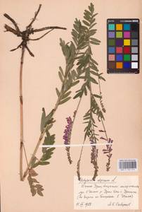 Hedysarum alpinum L., Eastern Europe, Eastern region (E10) (Russia)