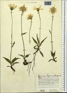 Arnica angustifolia subsp. iljinii (Maguire) I. K. Ferguson, Eastern Europe, Northern region (E1) (Russia)