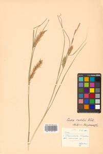 Carex raddei Kük., Siberia, Russian Far East (S6) (Russia)