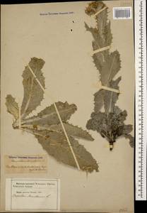 Onopordum acanthium L., Caucasus, Azerbaijan (K6) (Azerbaijan)