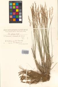 Poa glauca Vahl, Siberia, Russian Far East (S6) (Russia)