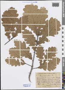 Quercus robur L., Eastern Europe, Central forest region (E5) (Russia)