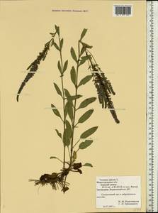 Veronica spicata L., Eastern Europe, Volga-Kama region (E7) (Russia)