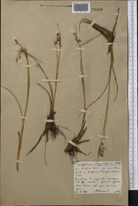 Eriophorum angustifolium Honck., Middle Asia, Northern & Central Kazakhstan (M10) (Kazakhstan)