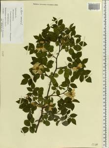 Rosa canina L., Eastern Europe, Central forest-and-steppe region (E6) (Russia)