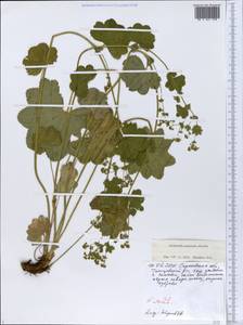 Alchemilla nemoralis Alechin, Eastern Europe, Lower Volga region (E9) (Russia)