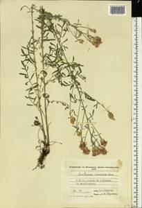 Centaurea stoebe subsp. stoebe, Eastern Europe, Moldova (E13a) (Moldova)