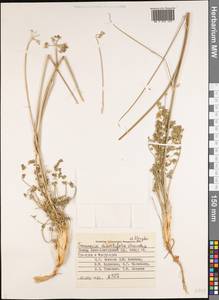 Semenovia dissectifolia Ukrainsk. & Kljuykov, Middle Asia, Pamir & Pamiro-Alai (M2) (Tajikistan)