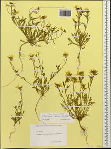 Chorispora iberica (M. Bieb.) DC., Caucasus, North Ossetia, Ingushetia & Chechnya (K1c) (Russia)