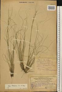 Stipa lessingiana Trin. & Rupr., Eastern Europe, South Ukrainian region (E12) (Ukraine)