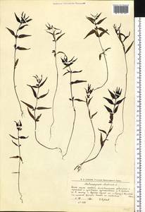Melampyrum sylvaticum L., Siberia, Western Siberia (S1) (Russia)
