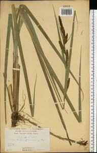 Carex riparia Curtis, Eastern Europe, Central forest-and-steppe region (E6) (Russia)