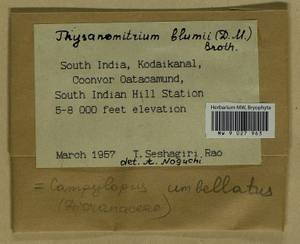 Campylopus umbellatus (Arn.) Paris, Bryophytes, Bryophytes - Asia (outside ex-Soviet states) (BAs) (India)