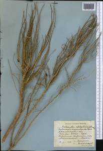 Haloxylon ammodendron (C. A. Mey.) Bunge ex Fenzl, Middle Asia, Caspian Ustyurt & Northern Aralia (M8) (Kazakhstan)