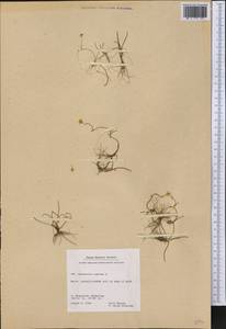 Ranunculus reptans L., America (AMER) (Greenland)