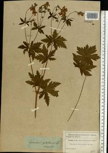 Geranium sylvaticum L., Eastern Europe, Moscow region (E4a) (Russia)