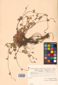 Potentilla stolonifera Lehm. ex Ledeb., Siberia, Chukotka & Kamchatka (S7) (Russia)