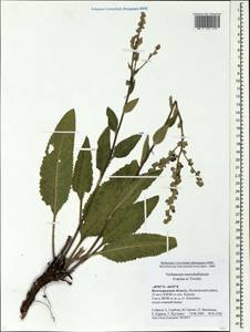 Verbascum chaixii subsp. orientale (M. Bieb.) Hayek, Eastern Europe, Lower Volga region (E9) (Russia)