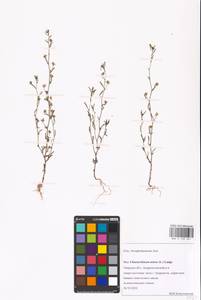 MHA 0 159 521, Chaenorhinum minus, Eastern Europe, North-Western region (E2) (Russia)