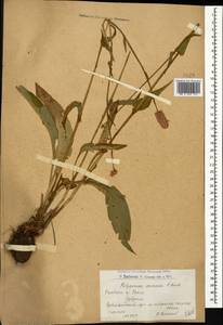 Bistorta carnea (K. Koch) Kom., Caucasus, Armenia (K5) (Armenia)