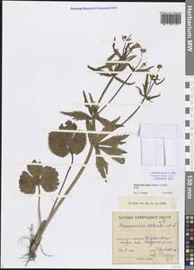 Ranunculus fallax (Wimm. & Grab.) Sloboda, Eastern Europe, North-Western region (E2) (Russia)