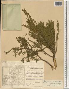 Juniperus pseudosabina Fisch. & C.A.Mey., South Asia, South Asia (Asia outside ex-Soviet states and Mongolia) (ASIA) (China)