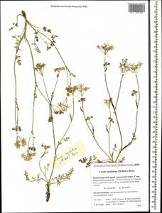 Carum meifolium (M. Bieb.) Boiss., Caucasus, Krasnodar Krai & Adygea (K1a) (Russia)