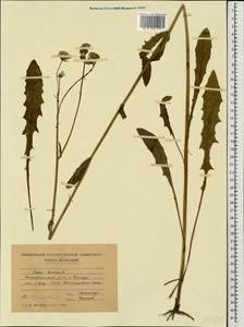 Crepis biennis L., Eastern Europe, Moldova (E13a) (Moldova)