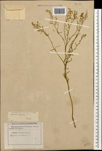 Lepidium ruderale L., Caucasus, Stavropol Krai, Karachay-Cherkessia & Kabardino-Balkaria (K1b) (Russia)