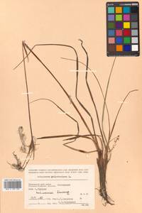 Eriophorum angustifolium Honck., Siberia, Russian Far East (S6) (Russia)