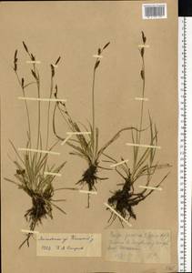 Carex panicea L., Eastern Europe, Moscow region (E4a) (Russia)