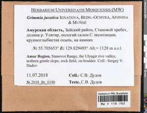 Grimmia jacutica Ignatova, Bedn.-Ochyra, Afonina & J. Muñoz, Bryophytes, Bryophytes - Russian Far East (excl. Chukotka & Kamchatka) (B20) (Russia)