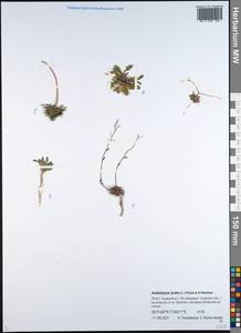 Arabidopsis lyrata subsp. lyrata, Siberia, Western Siberia (S1) (Russia)