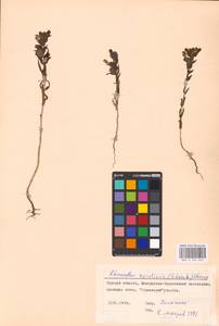 MHA 0 162 043, Rhinanthus serotinus var. vernalis (N.W.Zinger) Janch., Eastern Europe, Central forest-and-steppe region (E6) (Russia)