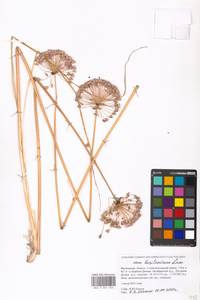 Allium lusitanicum Lam., Eastern Europe, Moscow region (E4a) (Russia)
