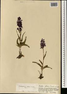 Dactylorhiza salina (Turcz. ex Lindl.) Soó, Mongolia (MONG) (Mongolia)