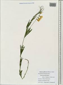 Lathyrus pallescens (M.Bieb.)K.Koch, Eastern Europe, Eastern region (E10) (Russia)