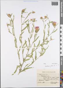 Centaurea jacea L., Eastern Europe, Central forest-and-steppe region (E6) (Russia)