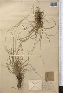 Carex, Middle Asia, Pamir & Pamiro-Alai (M2) (Tajikistan)