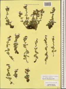 Campanula coriacea P.H.Davis, Caucasus, Armenia (K5) (Armenia)