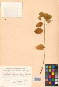 Flueggea suffruticosa (Pall.) Baill., Siberia, Russian Far East (S6) (Russia)