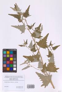 Atriplex sagittata Borkh., Eastern Europe, Moscow region (E4a) (Russia)