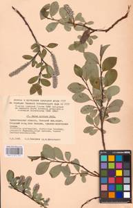 Salix arctica Pall., Eastern Europe, Northern region (E1) (Russia)