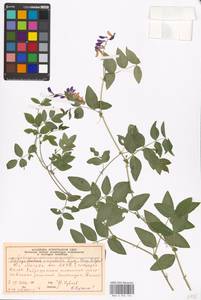 Galega orientalis Lam., Eastern Europe, Moscow region (E4a) (Russia)