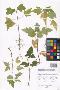 Acer saccharinum L., Eastern Europe, Moscow region (E4a) (Russia)