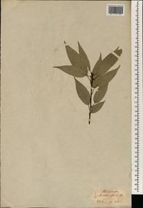 Quercus glauca Thunb., South Asia, South Asia (Asia outside ex-Soviet states and Mongolia) (ASIA) (Japan)