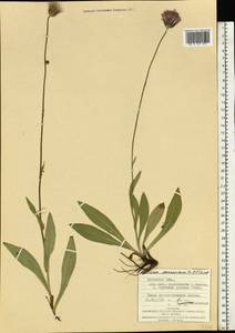 Cirsium pannonicum (L. fil.) Link, Eastern Europe, West Ukrainian region (E13) (Ukraine)