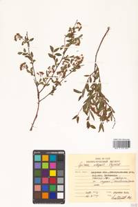 Spiraea flexuosa Fisch. ex Cambess., Siberia, Russian Far East (S6) (Russia)